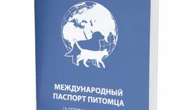 Что писать в графе 